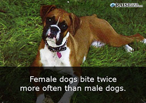animal facts about dogs 33