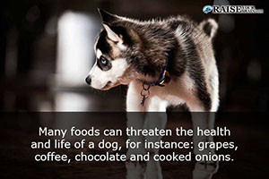 animal facts about dogs 40