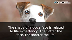 animal facts about dogs 45