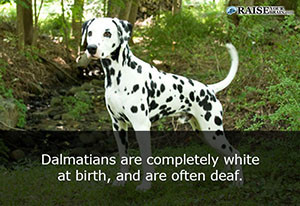 animal facts about dogs 52