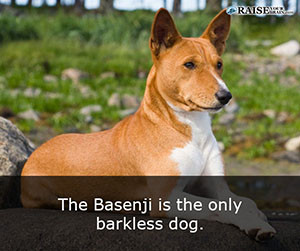 animal-facts-about-dogs-53