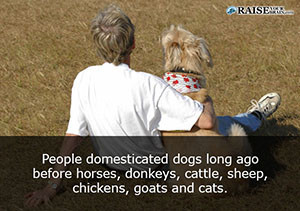 animal facts about dogs 66