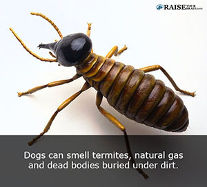 animal facts about dogs 68