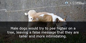 animal facts about dogs 72