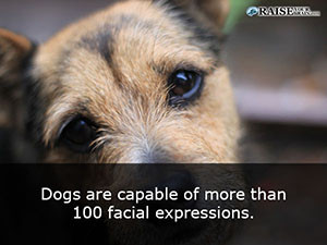 animal facts about dogs 87