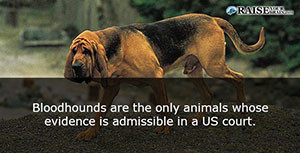 animal facts about dogs 92