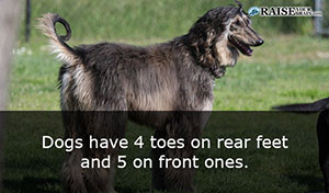 animal facts about dogs 94