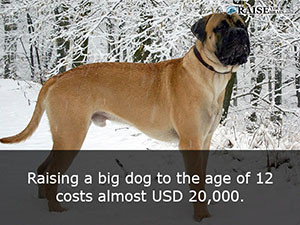 animal facts about dogs 95