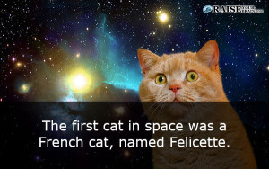 cat facts 18