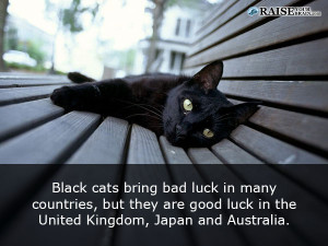 bad facts about cats