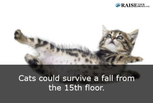 cat facts 21