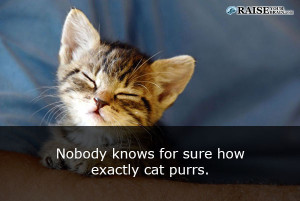 cat facts 23
