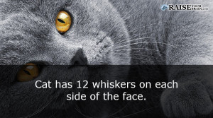 cat facts 41
