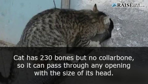 catfacts52