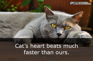 catfacts55