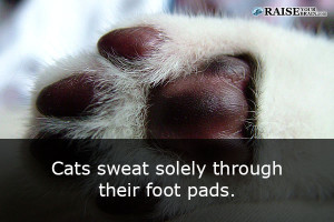 catfacts56