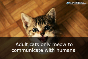cat facts 61