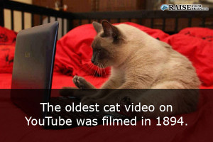 cat facts 62