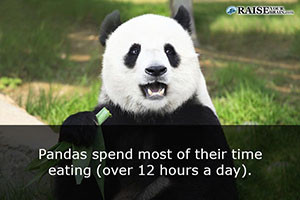 fun facts about pandas 26