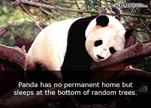 fun facts about pandas 31