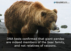 fun facts about pandas 32