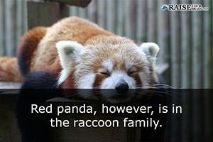 fun facts about pandas 33