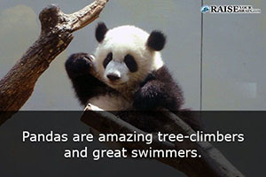 fun facts about pandas 34