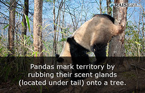 fun-facts-about-pandas-35