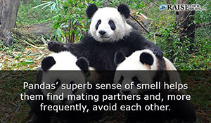 fun facts about pandas 36