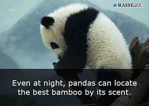 fun facts about pandas 37
