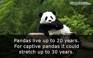 fun facts about pandas 38