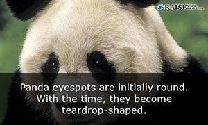 fun facts about pandas 39