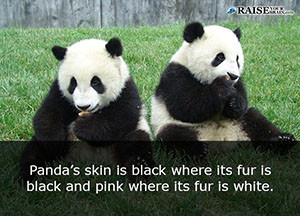 fun facts about pandas 41