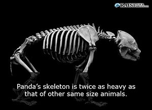 fun facts about pandas 44