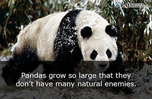 fun facts about pandas 46