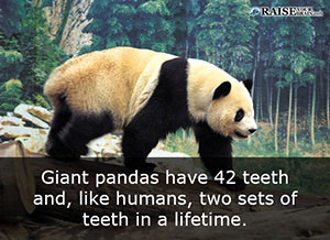 fun facts about pandas 47