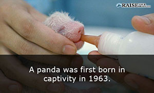 fun facts about pandas 48