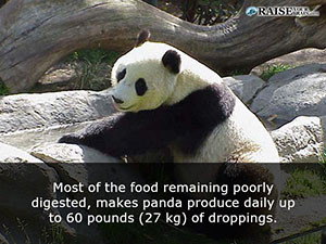 fun facts about pandas 49