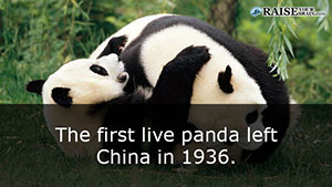 fun facts about pandas 51