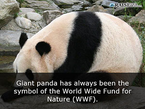 fun facts about pandas 52