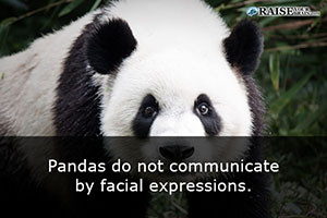 fun facts about pandas 53