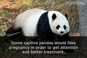 fun facts about pandas 55