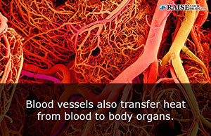 facts about arteries 15