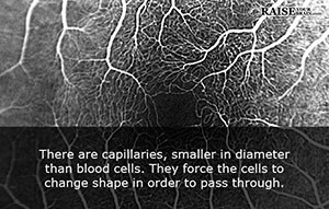 capillaries facts 31